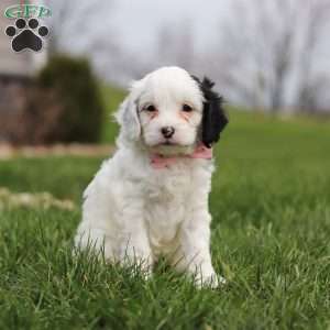 Molly, Cavapoo Puppy